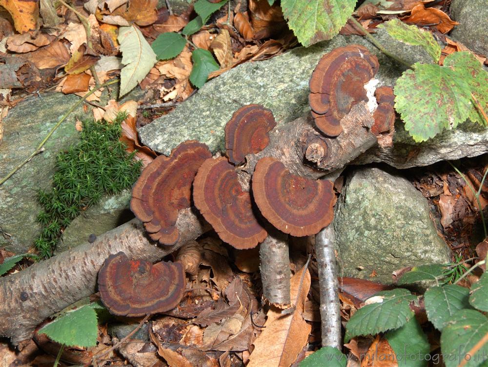 Brovello-carpugnino (Verbano-Cusio-Ossola, Italy) - Mushrooms, moss and dead leaves